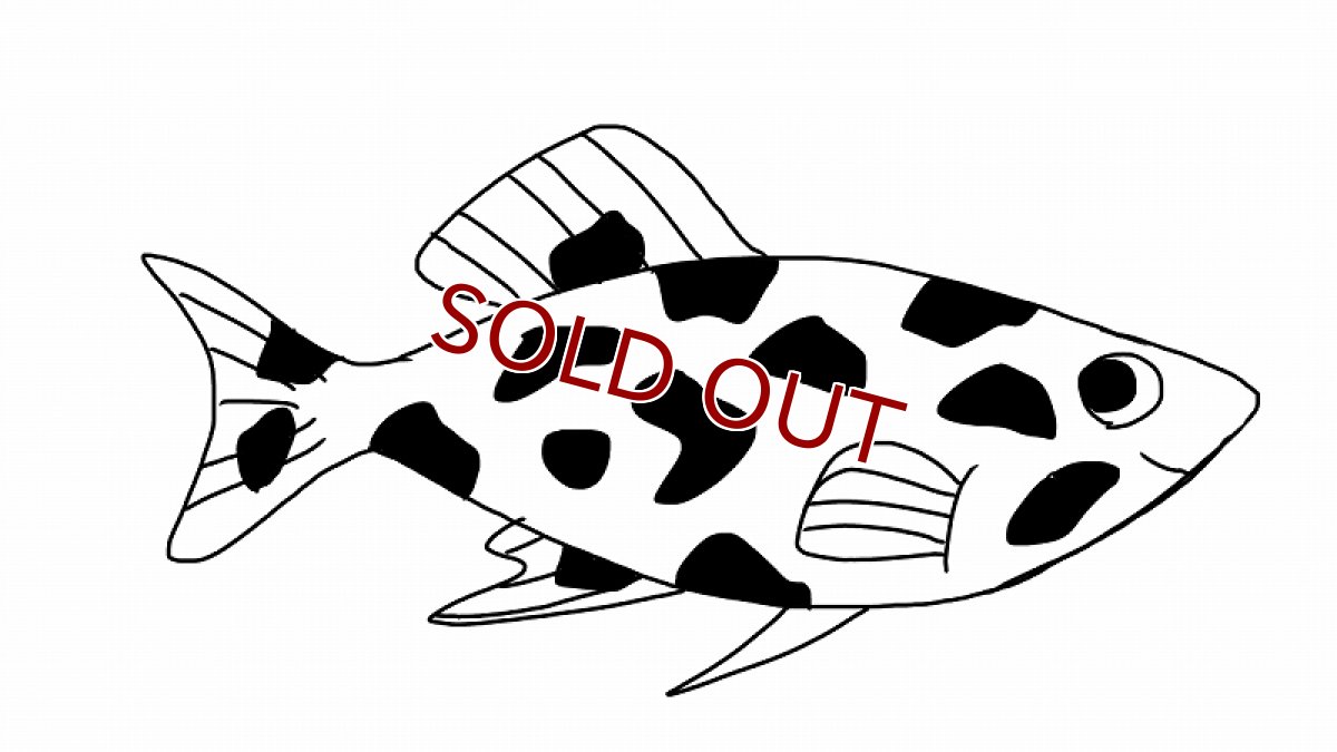 画像1: 【淡水魚】当日発送不可お取り寄せ生体 ダルメシアンモーリー【１匹 イメージ画像】(メダカ科) (1)