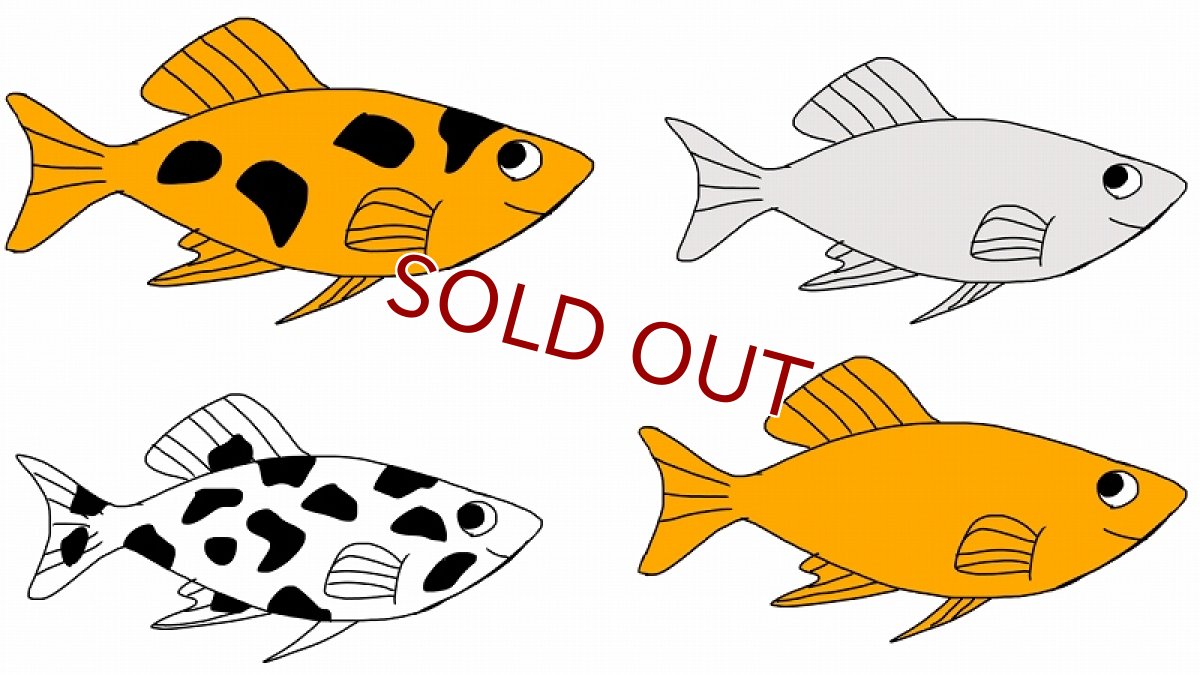 画像1: 【10%OFF対象商品30周年セール】【淡水魚】当日発送不可お取り寄せ生体 ミックスモーリー【１匹 イメージ画像】(メダカ科) (1)