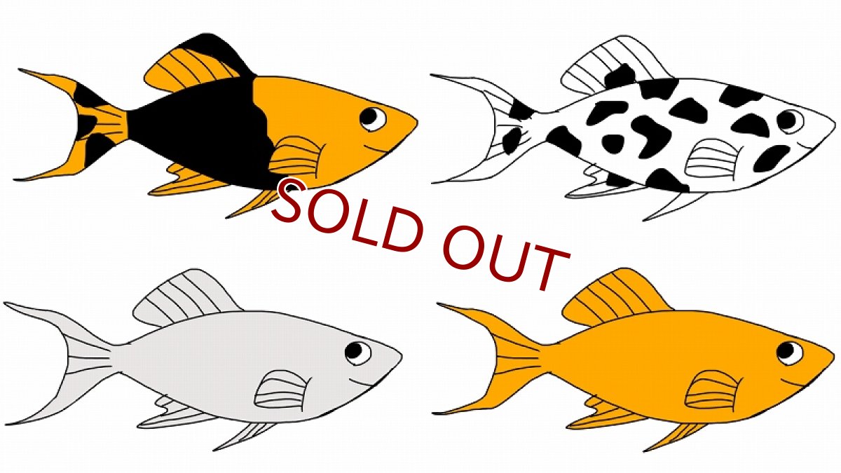 画像1: 【10%OFF対象商品30周年セール】【淡水魚】当日発送不可お取り寄せ生体 ミックスライヤーモーリー【１匹 イメージ画像】(メダカ科) (1)
