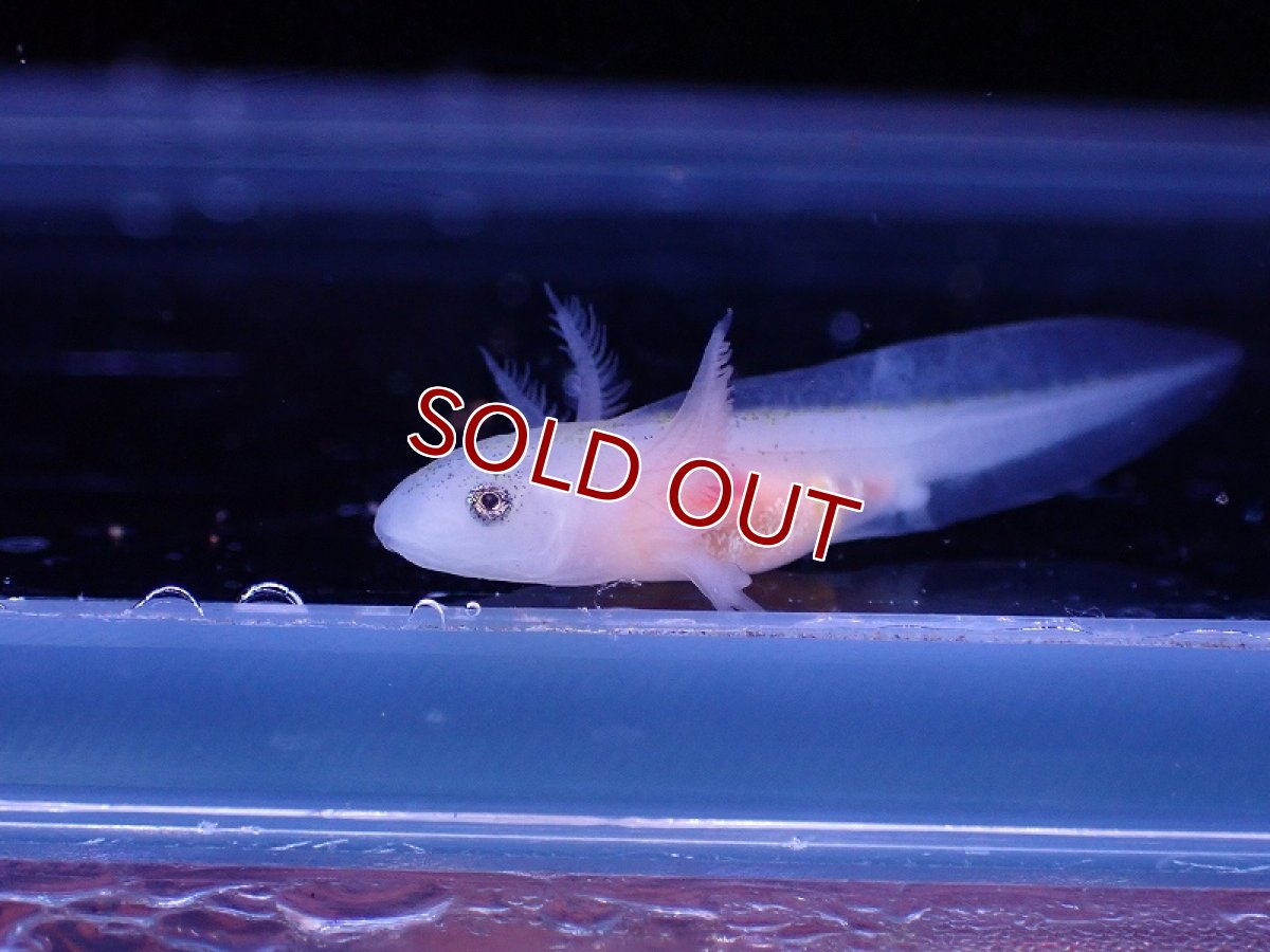 画像2: 【淡水魚】【通販】激安 ウーパールーパー ベビー 黒目 リューシ【1匹 サンプル画像】(±2cm)(ウーパールーパー)(生体)(熱帯魚)NK (2)