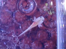 画像3: 【淡水魚】【通販】超激安 ウーパールーパー ベビー 黒目 リューシ【１匹 サンプル画像】(±2-3cm)(ウーパールーパー)(生体)(熱帯魚)NK (3)