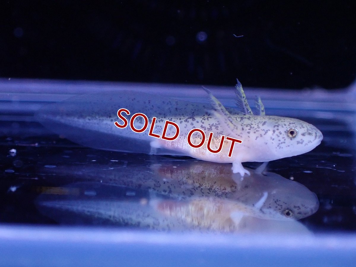 画像2: 【淡水魚】【通販】ウーパールーパー ベビー マーブル【１匹 サンプル画像】(±2cm)(ウーパールーパー)(生体)(熱帯魚)NK (2)