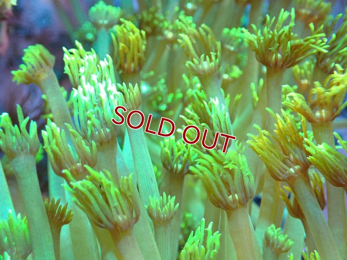画像2: 【サンゴ】【通販】ハナガササンゴsp.（スーパーロングポリプ）メタリックグリーン（1個）（±10-15ｃｍ）（サンプル画像）（生体）（サンゴ） (2)