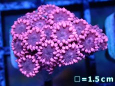 画像1: 【サンゴ】【通販】【オーストラリア産】ハナガササンゴ（Pink/フラグ)（個体販売）（生体）（サンゴ） (1)