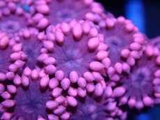 画像2: 【サンゴ】【通販】【オーストラリア産】ハナガササンゴ（Pink/フラグ)（個体販売）（生体）（サンゴ） (2)