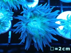 画像1: 【サンゴ】【通販】【オーストラリア産】ウィスカーズコーラル（フラグ/1Head）（１個）（サンプル画像）（生体）（サンゴ） (1)