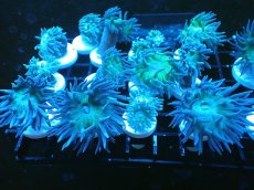 画像2: 【サンゴ】【通販】【オーストラリア産】ウィスカーズコーラル（フラグ/1Head）（１個）（サンプル画像）（生体）（サンゴ） (2)