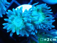 画像1: 【サンゴ】【通販】【オーストラリア産】ウィスカーズコーラル（フラグ/2Headｓ）（１個）（サンプル画像）（生体）（サンゴ） (1)