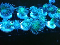 画像2: 【サンゴ】【通販】【オーストラリア産】ウィスカーズコーラル（フラグ/2Headｓ）（１個）（サンプル画像）（生体）（サンゴ） (2)