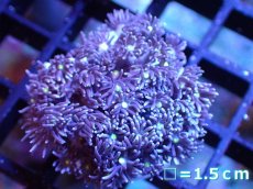 画像1: 【サンゴ】【通販】【オーストラリア産】フラグハナガササンゴ（パープル/イエローコア）（1個）（サンプル画像）（生体）（サンゴ） (1)