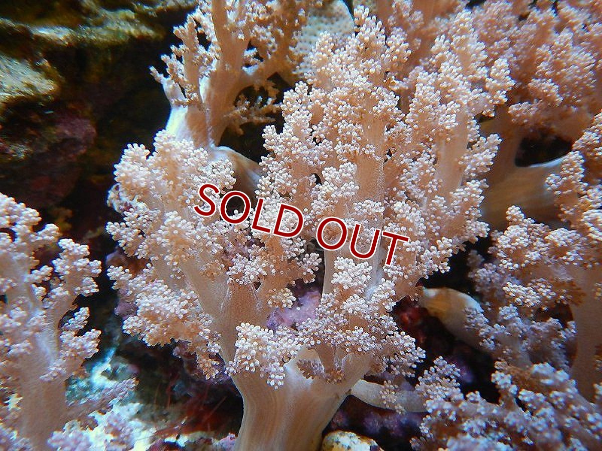 画像2: 【サンゴ】ブリード チヂミトサカsp.（美カラー）【サンプル画像】(±10-15ｃｍ前後）（生体）（海水魚）（サンゴ） (2)