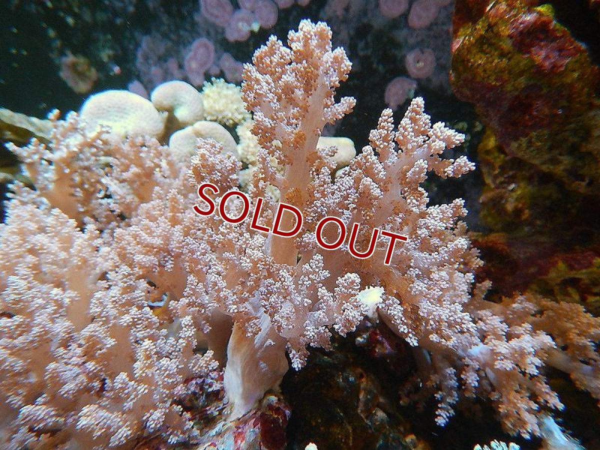 画像3: 【サンゴ】ブリード チヂミトサカsp.（美カラー）【サンプル画像】(±10-15ｃｍ前後）（生体）（海水魚）（サンゴ） (3)