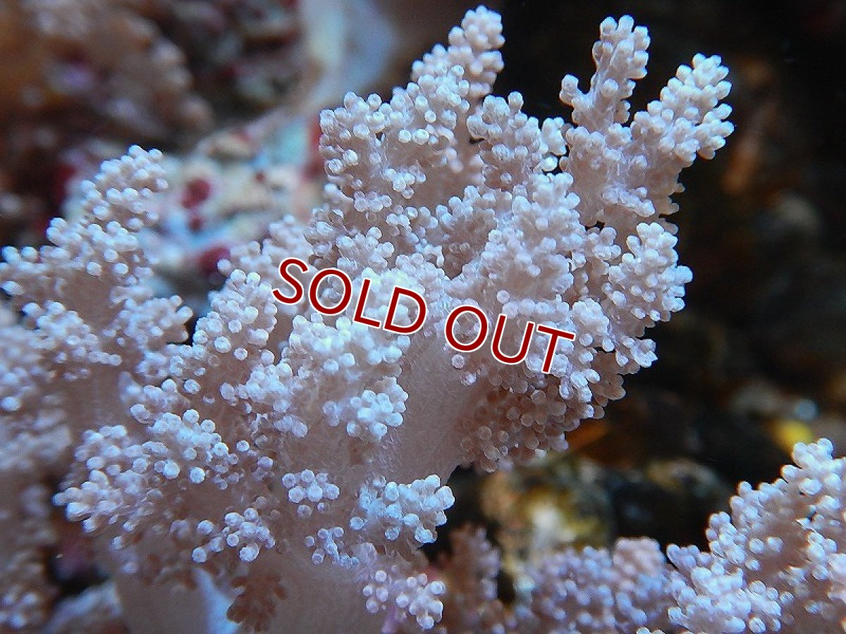 画像4: 【サンゴ】ブリード チヂミトサカsp.（美カラー）【サンプル画像】(±10-15ｃｍ前後）（生体）（海水魚）（サンゴ） (4)