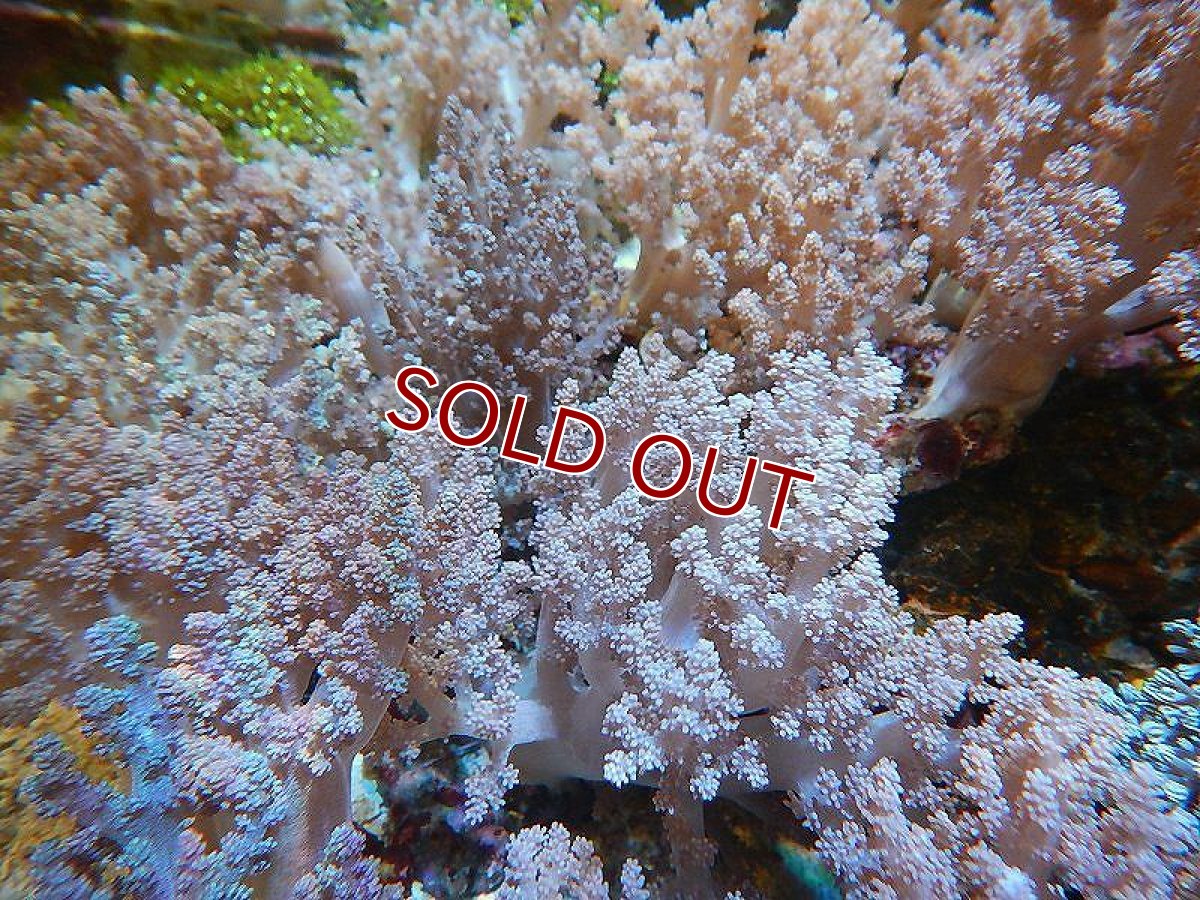 画像5: 【サンゴ】ブリード チヂミトサカsp.（美カラー）【サンプル画像】(±10-15ｃｍ前後）（生体）（海水魚）（サンゴ） (5)