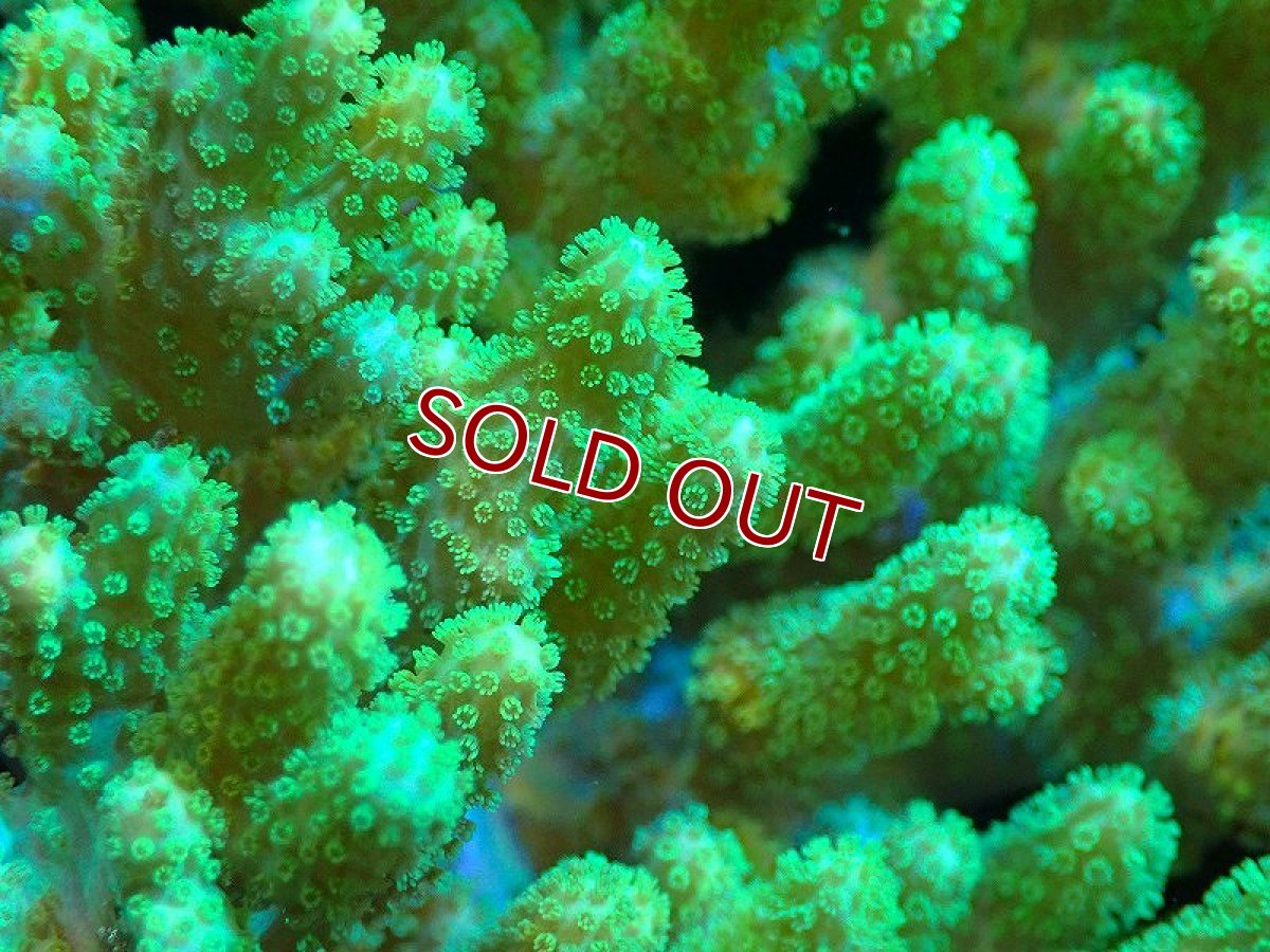 画像2: 【サンゴ】ナグラカタトサカ（蛍光グリーン/Mサイズ）【沖縄産】(1個)（±10-15ｃｍ）（サンプル画像）（生体）（サンゴ） (2)