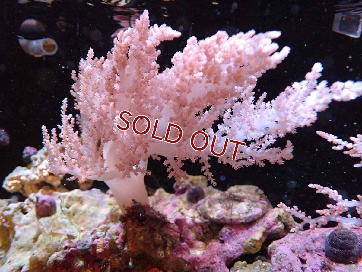 画像1: 【サンゴ】【通販】チヂミトサカsp. (美カラー）Lサイズ（1個）(±20-25ｃｍ）（生体）（サンゴ） (1)