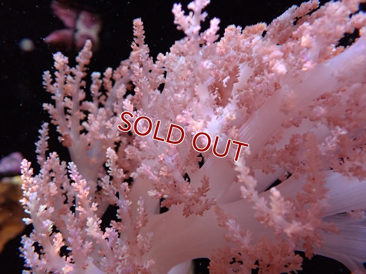 画像2: 【サンゴ】【通販】チヂミトサカsp. (美カラー）Lサイズ（1個）(±20-25ｃｍ）（生体）（サンゴ） (2)