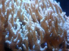 画像2: 【サンゴまとめ買い割引き10％〜20%OFF対象商品】 【サンゴ】【通販】【沖縄産】ヤナギカタトサカ（XLサイズ)（1個）（±20-25cm) （サンプル画像）（生体）（サンゴ） (2)