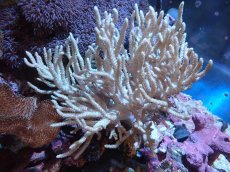 画像1: 【サンゴまとめ買い割引き10％〜20%OFF対象商品】 【サンゴ】【通販】【沖縄産】ヤナギカタトサカ（Lサイズ)（1個）（±15-18cm) （サンプル画像）（生体）（サンゴ） (1)