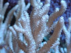 画像2: 【サンゴまとめ買い割引き10％〜20%OFF対象商品】 【サンゴ】【通販】【沖縄産】ヤナギカタトサカ（Lサイズ)（1個）（±15-18cm) （サンプル画像）（生体）（サンゴ） (2)