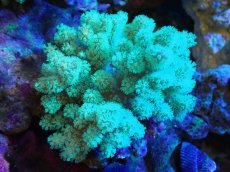 画像1: 【サンゴまとめ買い割引き10％〜20%OFF対象商品】 【サンゴ】【通販】【沖縄産】ナグラカタトサカ（Green/Mサイズ)（1個）（±10-12cm) （サンプル画像）（生体）（サンゴ） (1)