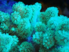 画像2: 【サンゴまとめ買い割引き10％〜20%OFF対象商品】 【サンゴ】【通販】【沖縄産】ナグラカタトサカ（Green/Mサイズ)（1個）（±10-12cm) （サンプル画像）（生体）（サンゴ） (2)