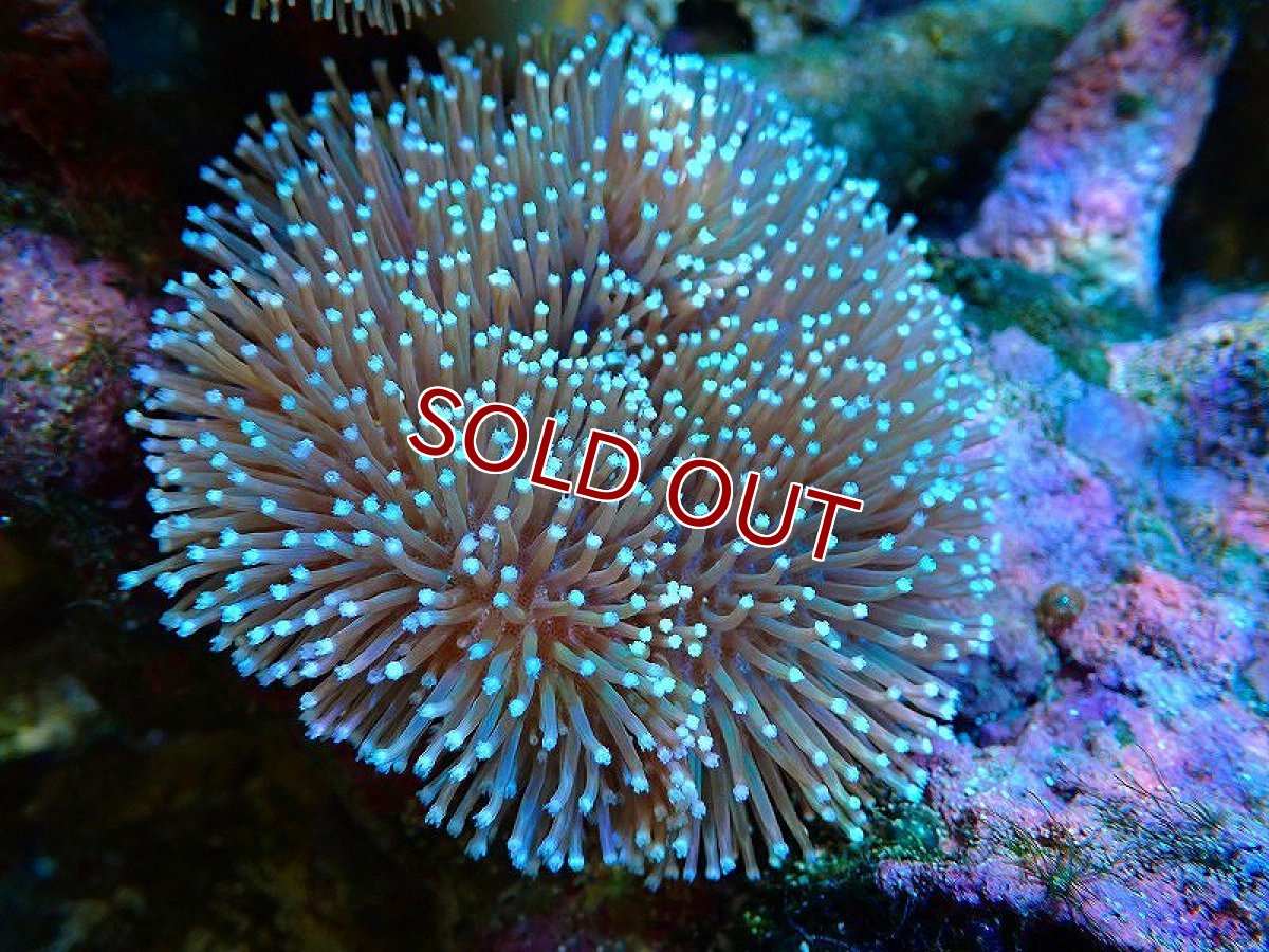 画像3: 【サンゴまとめ買い割引き10％〜20%OFF対象商品】【サンゴ】【通販】【沖縄産】ウミキノコ（ロング/フラワーポリプ）（サンプル画像）（±4-7ｃｍ）（生体）（サンゴ） (3)