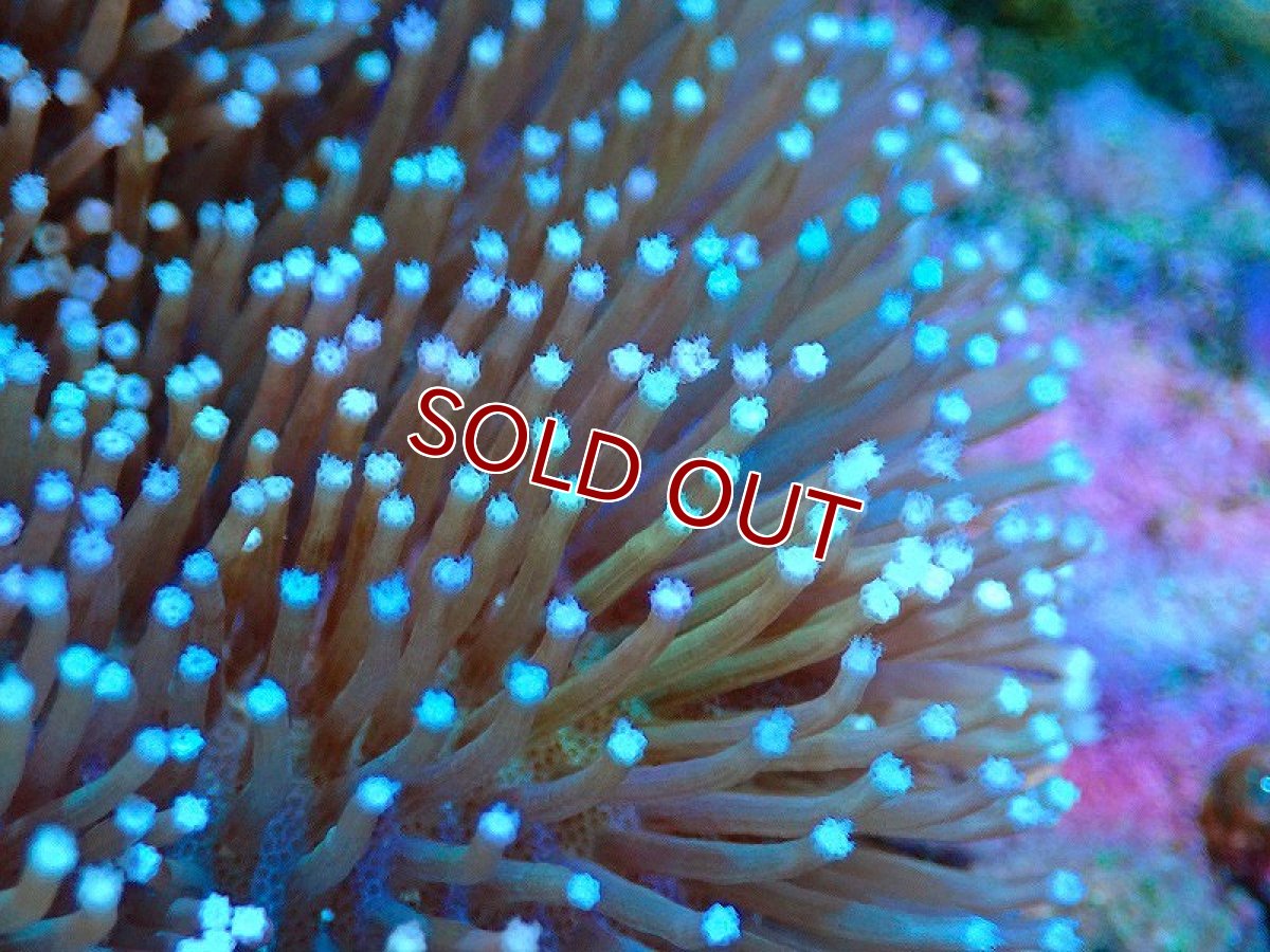 画像4: 【サンゴまとめ買い割引き10％〜20%OFF対象商品】【サンゴ】【通販】【沖縄産】ウミキノコ（ロング/フラワーポリプ）（サンプル画像）（±4-7ｃｍ）（生体）（サンゴ） (4)