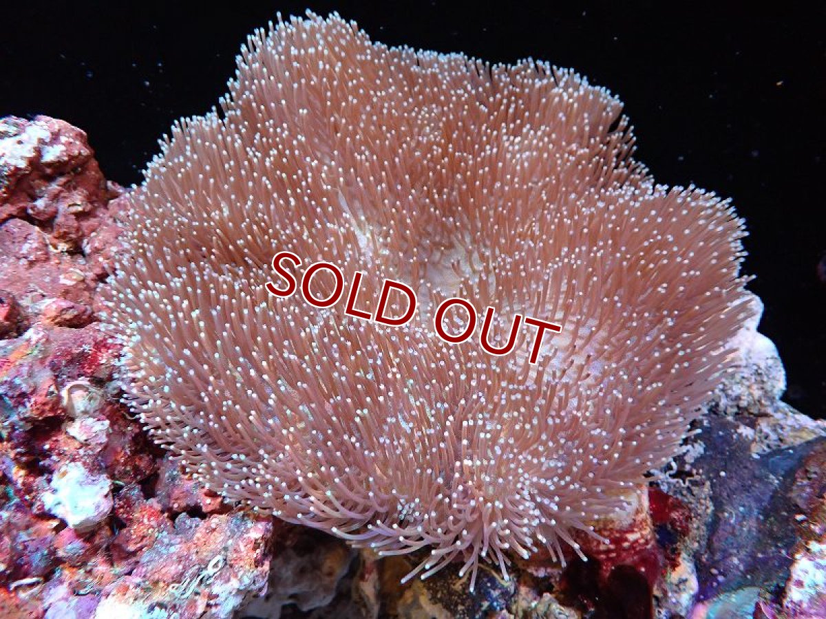 画像1: 【サンゴ】【通販】【沖縄産】オオウミキノコ（Lサイズ)（1個）（±16-19cm)（サンプル画像）（生体）（サンゴ） (1)