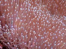 画像2: 【サンゴまとめ買い割引き10％〜20%OFF対象商品】 【サンゴ】【通販】【沖縄産】オオウミキノコ（Lサイズ)（1個）（±16-19cm)（サンプル画像）（生体）（サンゴ） (2)