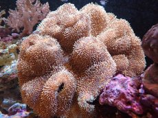 画像1: 【サンゴまとめ買い割引き10％〜20%OFF対象商品】 【サンゴ】【通販】【沖縄産】オオウミキノコ（XLサイズ)（1個）（±20-25cm)（サンプル画像）（生体）（サンゴ） (1)