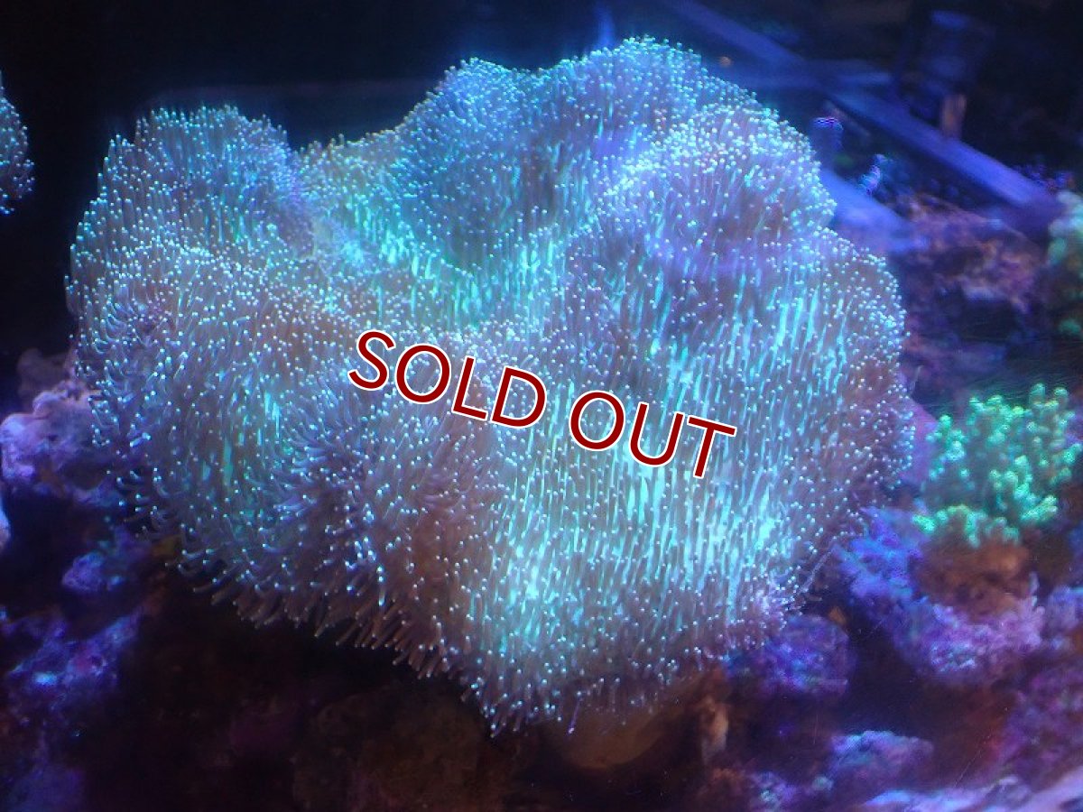 画像1: 【サンゴ】【通販】【沖縄産】オオウミキノコ（Lサイズ/ライトグリーン)（1個）（±16-19cm)（サンプル画像）（生体）（サンゴ） (1)