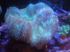 画像1: 【サンゴまとめ買い割引き10％〜20%OFF対象商品】 【サンゴ】【通販】【沖縄産】オオウミキノコ（Lサイズ/ライトグリーン)（1個）（±16-19cm)（サンプル画像）（生体）（サンゴ） (1)