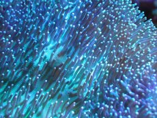 画像2: 【サンゴまとめ買い割引き10％〜20%OFF対象商品】 【サンゴ】【通販】【沖縄産】オオウミキノコ（Lサイズ/ライトグリーン)（1個）（±16-19cm)（サンプル画像）（生体）（サンゴ） (2)