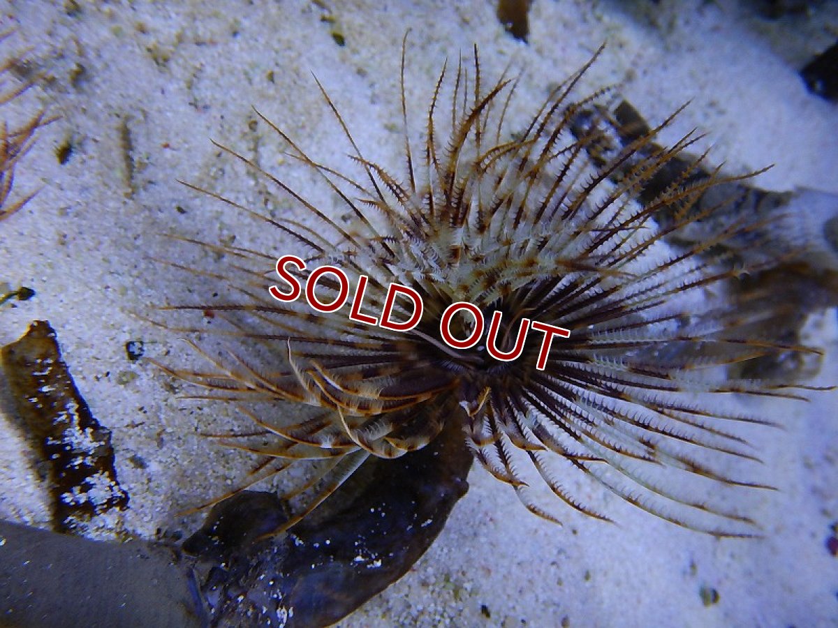 画像2: 【サンゴ】インドケヤリ（サンプル画像）（生体）（海水魚）（サンゴ） (2)