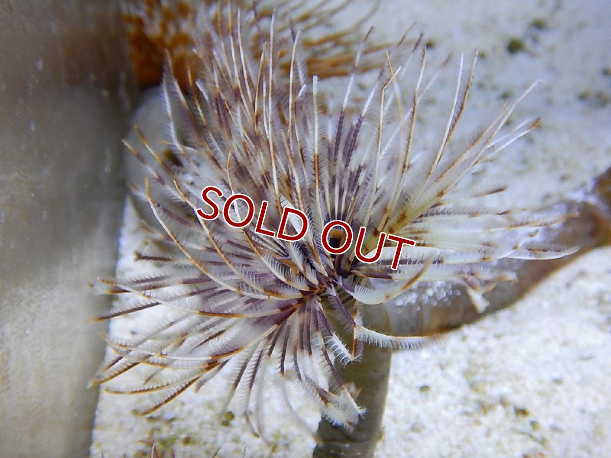 画像3: 【サンゴ】インドケヤリ（サンプル画像）（生体）（海水魚）（サンゴ） (3)