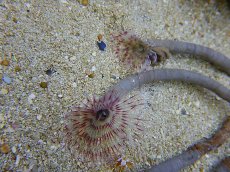 画像3: 【サンゴ】コウキケヤリsp.（サンプル画像）（生体）（海水魚）（サンゴ） (3)