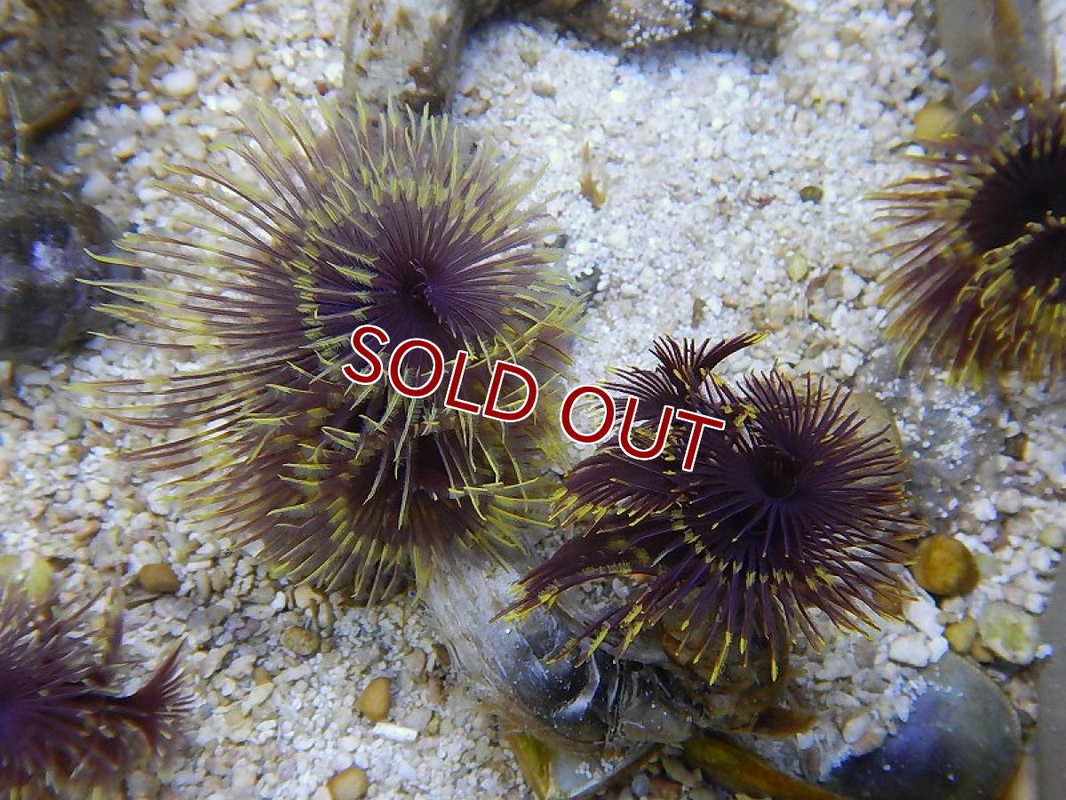 画像2: 【サンゴ】ラセンケヤリsp.（サンプル画像）（生体）（海水魚）（サンゴ） (2)