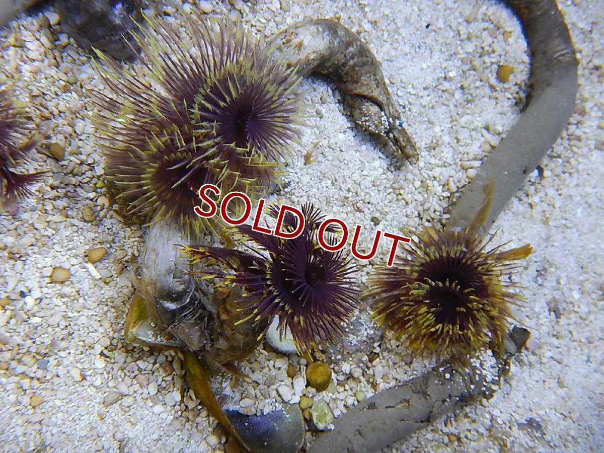 画像3: 【サンゴ】ラセンケヤリsp.（サンプル画像）（生体）（海水魚）（サンゴ） (3)