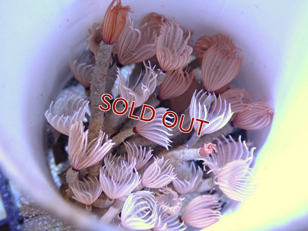 画像2: 【サンゴ】【通販】ソシアルフェザーダスター（１コロニー）（サンプル画像）（生体）（サンゴ） (2)