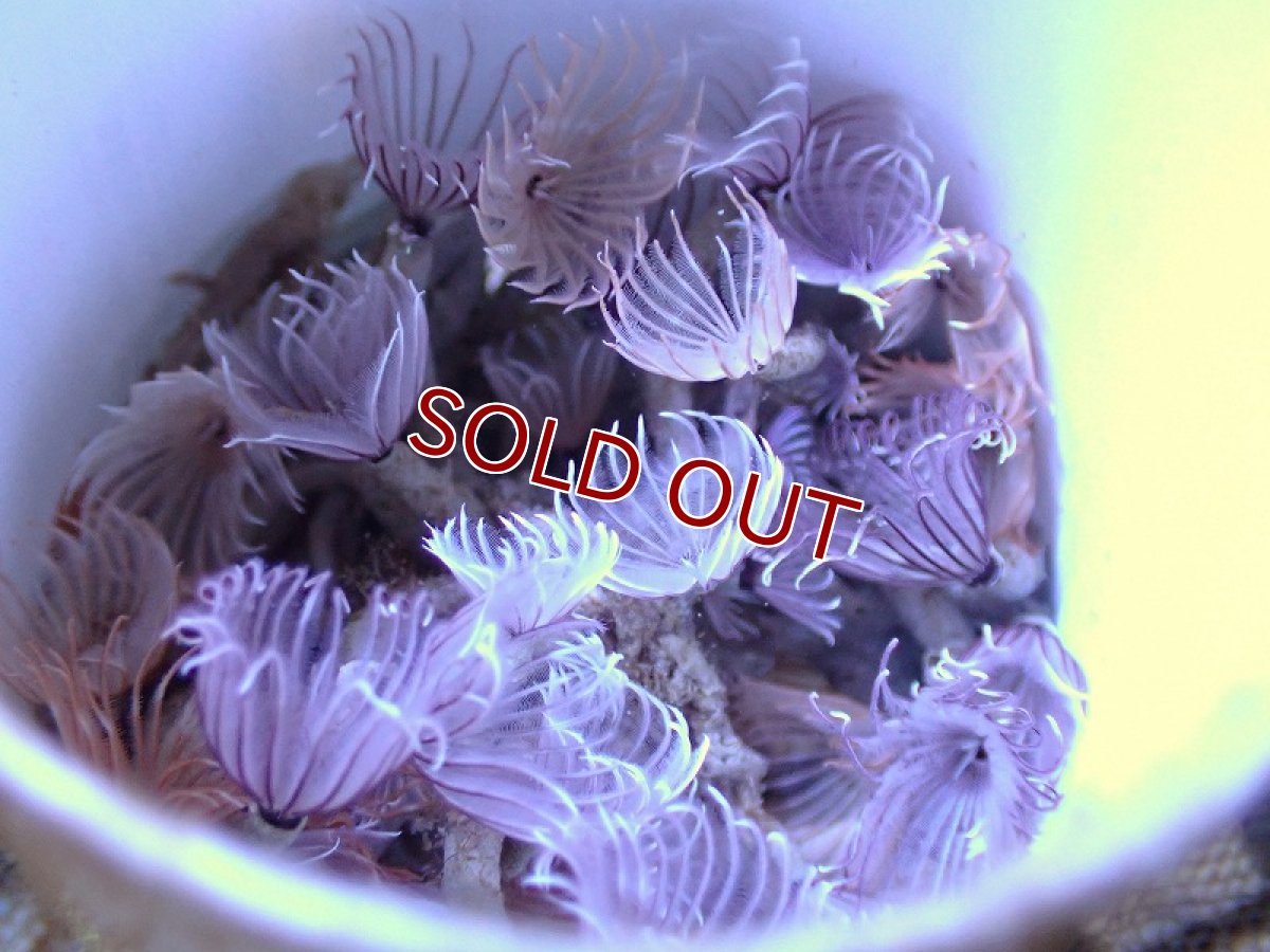 画像3: 【サンゴ】【通販】ソシアルフェザーダスター（１コロニー）（サンプル画像）（生体）（サンゴ） (3)