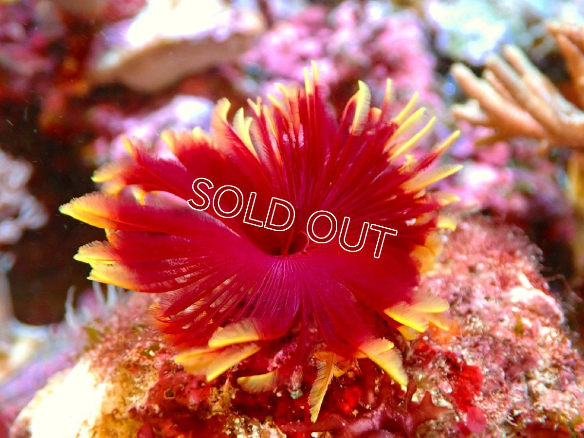 画像2: 【サンゴ】ホンケヤリ（ツートン/岩付き）【1個体】（鰓冠サイズ4-6ｃｍ）（サンプル画像）（生体） （サンゴ） (2)