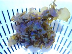 画像1: 【サンゴ・海藻】【通販】海藻sp. （アヤニシキ）（１個）（±6-8cm)（サンプル画像）（生体）（サンゴ） (1)