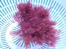 画像1: 【サンゴ・海藻】【通販】海藻sp. （レッド）（１個）（±10-13cm)（サンプル画像）（生体）（サンゴ） (1)