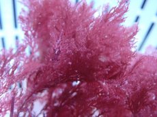 画像2: 【サンゴ・海藻】【通販】海藻sp. （レッド）（１個）（±10-13cm)（サンプル画像）（生体）（サンゴ） (2)