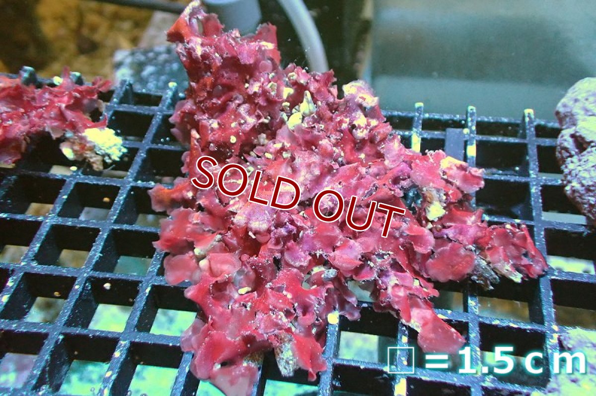 画像1: 【海藻】【通販】イチノリsp.（１個）（サンプル画像）（生体）（サンゴ） (1)