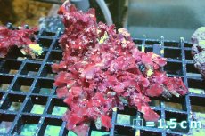 画像1: 【海藻】【通販】イチノリsp.（１個）（サンプル画像）（生体）（サンゴ） (1)