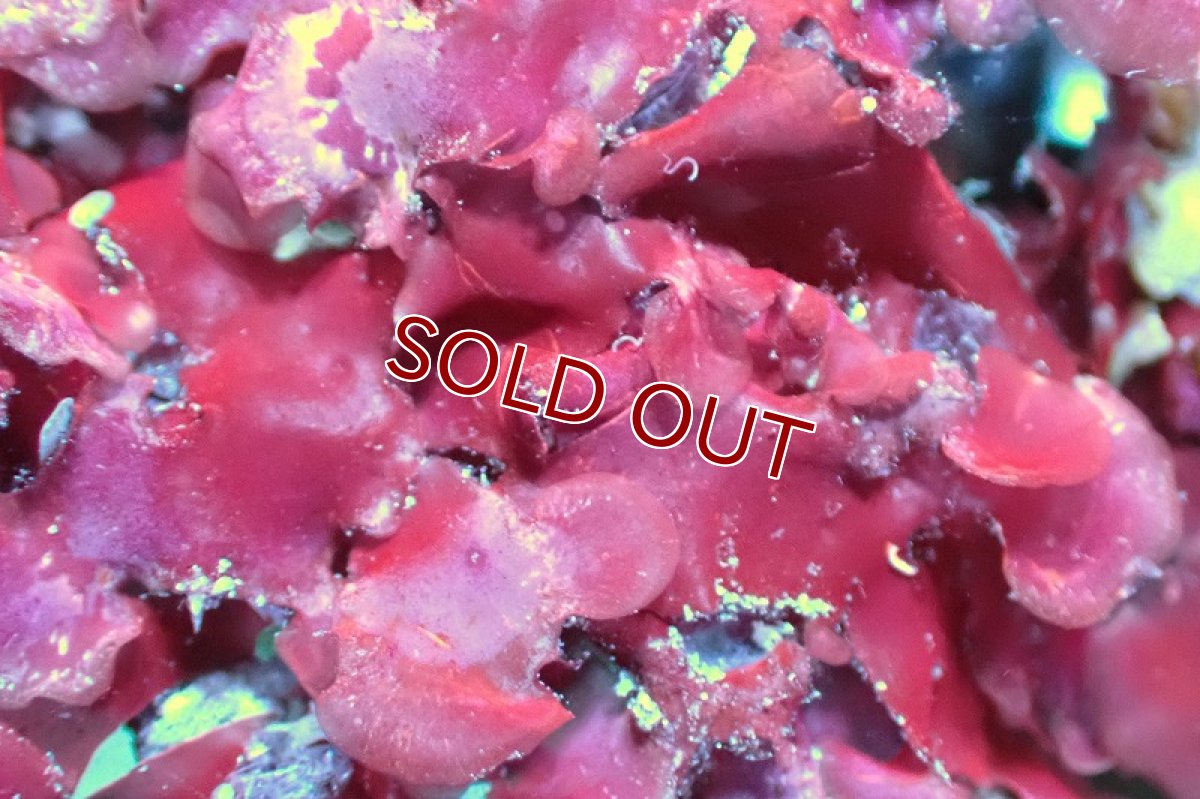 画像2: 【海藻】【通販】イチノリsp.（１個）（サンプル画像）（生体）（サンゴ） (2)