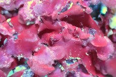 画像2: 【海藻】【通販】イチノリsp.（１個）（サンプル画像）（生体）（サンゴ） (2)