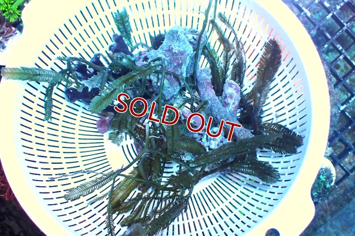 画像1: 【海藻】【通販】タカノハヅタ（フェザー）（１かたまり）（サンプル画像）（生体）（サンゴ） (1)